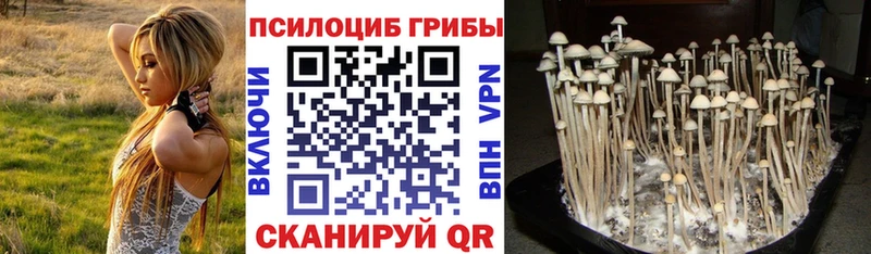 Псилоцибиновые грибы Psilocybine cubensis купить сайты Звенигород